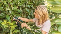 Bosch EasyPrune Accu Snoeischaar - 3.6 V Accu - USB -Tuingereedschap 1200x675 20