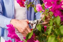 Felco 14 Snoeischaar | Ergonomisch | Voor Kleine Handen -Tuingereedschap 1200x800 92