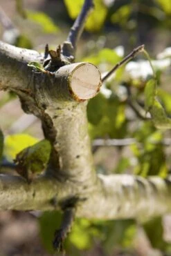 GARDENA - Comfort - Hefboomsnoeischaar Smartcut - Snoeischaar - Takdikte Max. 22 Mm -Tuingereedschap 799x1200 36